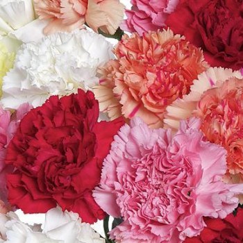 Multicolored carnations. Select number of flowers! 