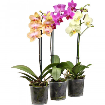 Phalaenopsis orchid in a pot (1 pc.)